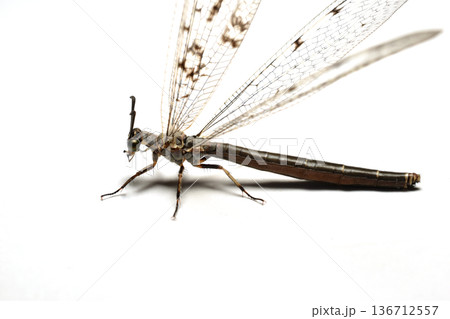 A predatory insect, an ant lion, with transparent wings, photographed in full growth on white. A predatory insect, an ant lion, with transparent wings, photographed in full growth on white. 136712557