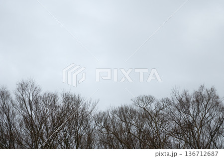 寂寥感漂う冬の曇り空と寒々しい裸木の景観 136712687