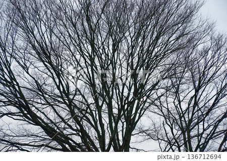 冬の空に網目状に広がる落葉した樹木の幾何学的な枝ぶり 136712694
