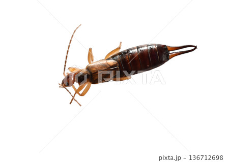 Earwig insect with forked tail on white background. 136712698