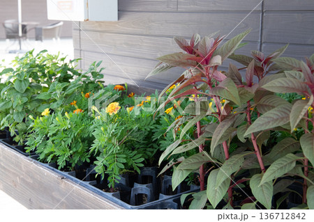 南国の植物園に咲く赤いカンナの花 136712842
