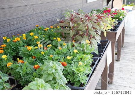 南国の植物園に咲く赤いカンナの花 南国の植物園に咲く赤いカンナの花 136712843