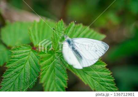 A white butterfly on a leaf 136712901