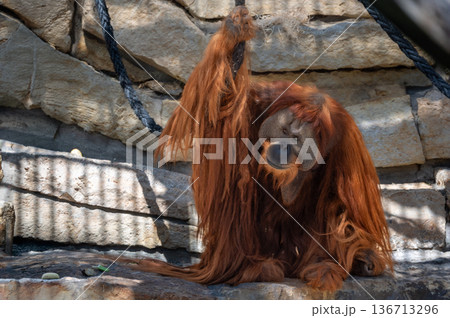 Berlin, germany, august 14, 2023. Orangutan with long red hair hanging on a rope in its zoo enclosure, gazing directly at the camera in daylight habitat 136713296