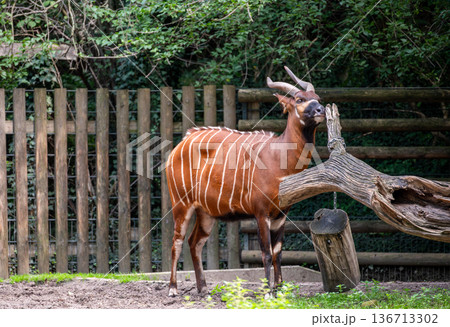 Berlin, germany, august 14, 2023. Bongo, an endangered forest antelope, stands in its habitat, showing its distinctive striped coat and curved horns. Conservation theme 136713302