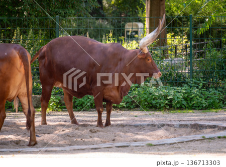 Berlin, germany, august 14, 2023. Ankole-watusi cattle with enormous curved horns standing on sandy ground in a berlin zoo enclosure on a sunny summer day 136713303