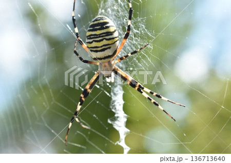 A huge wasp spider sits in the center of the web. The wind shakes the web. A huge wasp spider sits in the center of the web. The wind shakes the web. 136713640