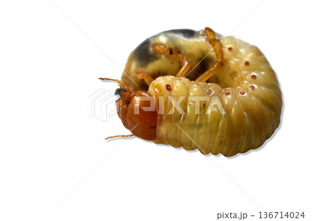 The larva of the May beetle, which lives permanently in the soil The larva of the May beetle, which lives permanently in the soil 136714024