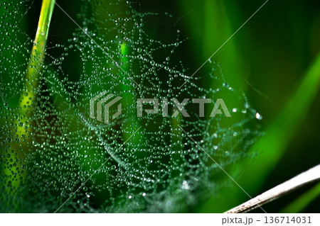 Dewdrops on a spiderweb in the shade 136714031