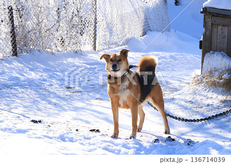 Barbos, the village dog, guards the barn and barks at passersby. Behind her lies a snow covered fence and the wooden kennel where she lives. Mixed-breed dogs are not afraid of the cold 136714039