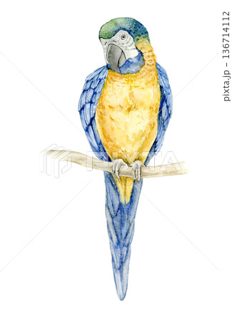 Watercolor blue and yellow macaw perched on branch. Exotic Ara parrot illustration for tropical nursery decor, safari mural, wallpaper design, textile print, poster, packaging or educational materials Watercolor blue and yellow macaw perched on branch. Exotic Ara parrot illustration for tropical nursery decor, safari mural, wallpaper design, textile print, poster, packaging or educational materials 136714112