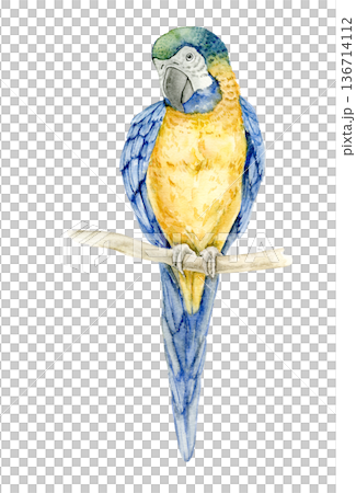 Watercolor blue and yellow macaw perched on branch. Exotic Ara parrot illustration for tropical nursery decor, safari mural, wallpaper design, textile print, poster, packaging or educational materials Watercolor blue and yellow macaw perched on branch. Exotic Ara parrot illustration for tropical nursery decor, safari mural, wallpaper design, textile print, poster, packaging or educational materials 136714112