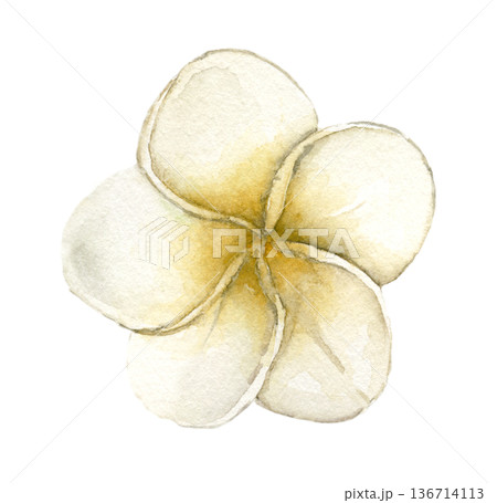 Watercolor plumeria flower with creamy white petals and yellow center, tropical frangipani bloom. Botanical illustration for summer textile print, spa branding, wedding stationery and tropical decor. Watercolor plumeria flower with creamy white petals and yellow center, tropical frangipani bloom. Botanical illustration for summer textile print, spa branding, wedding stationery and tropical decor. 136714113
