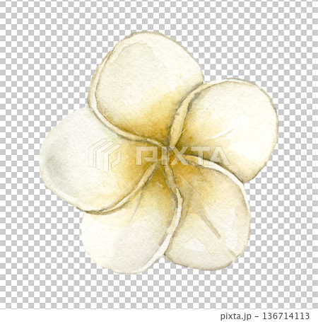 Watercolor plumeria flower with creamy white petals and yellow center, tropical frangipani bloom. Botanical illustration for summer textile print, spa branding, wedding stationery and tropical decor. Watercolor plumeria flower with creamy white petals and yellow center, tropical frangipani bloom. Botanical illustration for summer textile print, spa branding, wedding stationery and tropical decor. 136714113