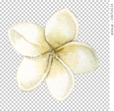 Watercolor plumeria flower with creamy white petals and yellow center, tropical frangipani bloom. Botanical illustration for summer textile print, spa branding, wedding stationery and tropical decor. Watercolor plumeria flower with creamy white petals and yellow center, tropical frangipani bloom. Botanical illustration for summer textile print, spa branding, wedding stationery and tropical decor. 136714114