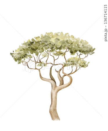 Watercolor acacia tree illustration with wide canopy. African safari plant element for nursery wallpaper, kids decor, educational posters, textile prints and nature themed interior designs. Watercolor acacia tree illustration with wide canopy. African safari plant element for nursery wallpaper, kids decor, educational posters, textile prints and nature themed interior designs. 136714115
