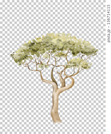 Watercolor acacia tree illustration with wide canopy. African safari plant element for nursery wallpaper, kids decor, educational posters, textile prints and nature themed interior designs. Watercolor acacia tree illustration with wide canopy. African safari plant element for nursery wallpaper, kids decor, educational posters, textile prints and nature themed interior designs. 136714115