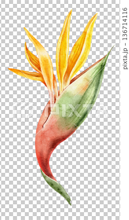 Watercolor illustration of strelitzia flower with orange petals and green leaves. Tropical floral element for wallpapers, nursery decor, posters, textiles, wrapping paper and surface prints. Watercolor illustration of strelitzia flower with orange petals and green leaves. Tropical floral element for wallpapers, nursery decor, posters, textiles, wrapping paper and surface prints. 136714116