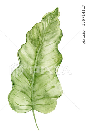 Watercolor banana leaf illustration with wide green shape and textured veins. Tropical plant element for jungle wallpaper, nursery decor, kids textiles and interior surface designs. 136714117