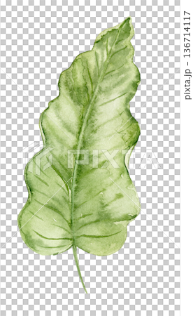 Watercolor banana leaf illustration with wide green shape and textured veins. Tropical plant element for jungle wallpaper, nursery decor, kids textiles and interior surface designs. Watercolor banana leaf illustration with wide green shape and textured veins. Tropical plant element for jungle wallpaper, nursery decor, kids textiles and interior surface designs. 136714117