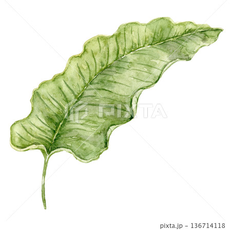 Watercolor philodendron leaf illustration with elongated green shape. Tropical foliage element for jungle wallpaper, nursery interiors, kids decor, textile prints and surface patterns. 136714118