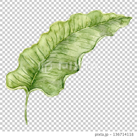 Watercolor philodendron leaf illustration with elongated green shape. Tropical foliage element for jungle wallpaper, nursery interiors, kids decor, textile prints and surface patterns. 136714118