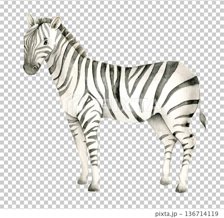 Watercolor zebra standing in side view. African savanna animal illustration suitable for safari nursery decor, wildlife poster, jungle wallpaper, textile print, packaging or zoology graphics. 136714119