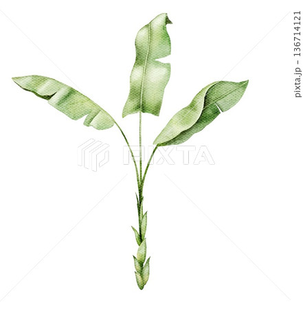 Watercolor illustration of a young banana plant with elongated leaves. Botanical element suitable for jungle wallpapers, kids interiors, educational posters, textile prints and surface design. Watercolor illustration of a young banana plant with elongated leaves. Botanical element suitable for jungle wallpapers, kids interiors, educational posters, textile prints and surface design. 136714121