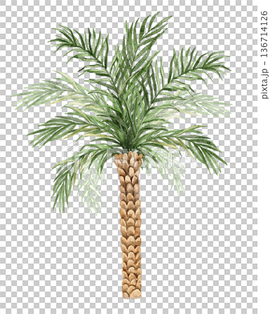 Watercolor coconut palm tree with detailed textured trunk and long green fronds. Botanical illustration of Cocos nucifera for tropical decor, nursery wall art, textile print, mural design, poster Watercolor coconut palm tree with detailed textured trunk and long green fronds. Botanical illustration of Cocos nucifera for tropical decor, nursery wall art, textile print, mural design, poster 136714126