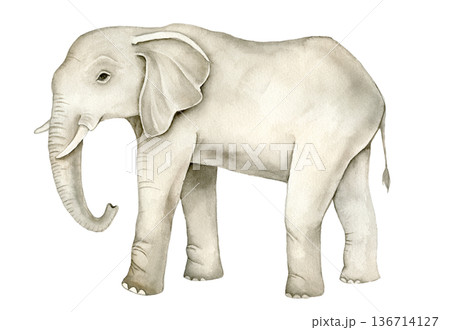 Watercolor African elephant standing in profile. Realistic safari animal illustration for nursery wall art, poster, textile print, educational materials, wildlife themed decor and packaging design. 136714127