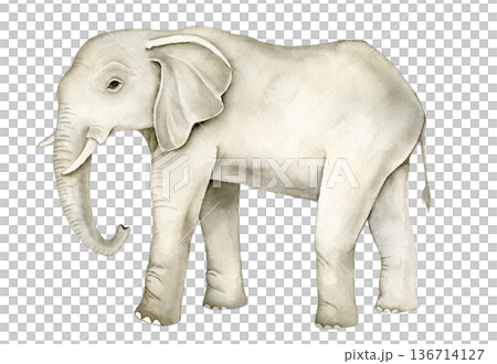 Watercolor African elephant standing in profile. Realistic safari animal illustration for nursery wall art, poster, textile print, educational materials, wildlife themed decor and packaging design. 136714127