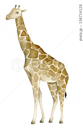 Watercolor giraffe with long neck and brown patch pattern, African savanna animal. Safari wildlife illustration for nursery decor, textile print, wallpaper, travel themed design and children products. 136714128