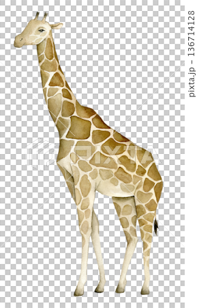 Watercolor giraffe with long neck and brown patch pattern, African savanna animal. Safari wildlife illustration for nursery decor, textile print, wallpaper, travel themed design and children products. 136714128