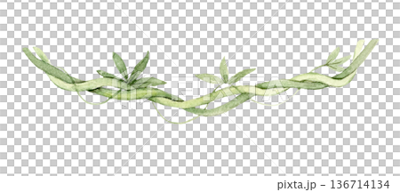 Watercolor tropical liana vine with elongated green leaves. Botanical hanging plant element for jungle scene, safari nursery decor, wallpaper border, textile print, mural composition or poster design. Watercolor tropical liana vine with elongated green leaves. Botanical hanging plant element for jungle scene, safari nursery decor, wallpaper border, textile print, mural composition or poster design. 136714134