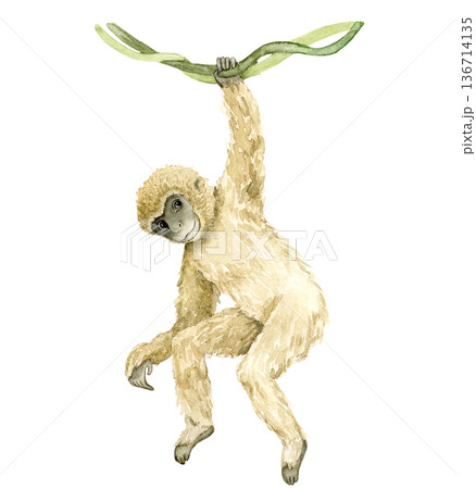 Watercolor gibbon hanging from green leaf with raised arm and long curved limbs. Tropical primate illustration for wallpaper, textile print, nursery decor, packaging and wildlife themed interiors. 136714135