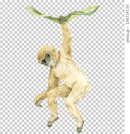 Watercolor gibbon hanging from green leaf with raised arm and long curved limbs. Tropical primate illustration for wallpaper, textile print, nursery decor, packaging and wildlife themed interiors. 136714135