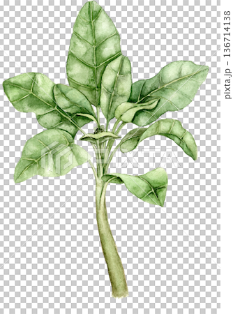 Watercolor banana plant with broad light green leaves. Tropical foliage illustration suitable for wallpaper, textile print, nursery decor, surface design, packaging and interior projects. Watercolor banana plant with broad light green leaves. Tropical foliage illustration suitable for wallpaper, textile print, nursery decor, surface design, packaging and interior projects. 136714138