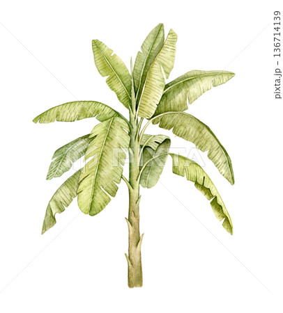 Palm tree with tall trunk and wide leaves watercolor illustration. Decorative tropical element suitable for kids rooms, wallpapers, wall murals, textile prints, posters and interior decoration. 136714139