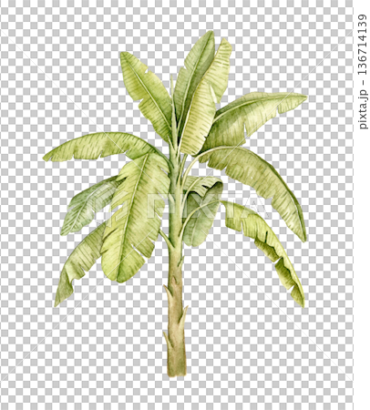 Palm tree with tall trunk and wide leaves watercolor illustration. Decorative tropical element suitable for kids rooms, wallpapers, wall murals, textile prints, posters and interior decoration. 136714139