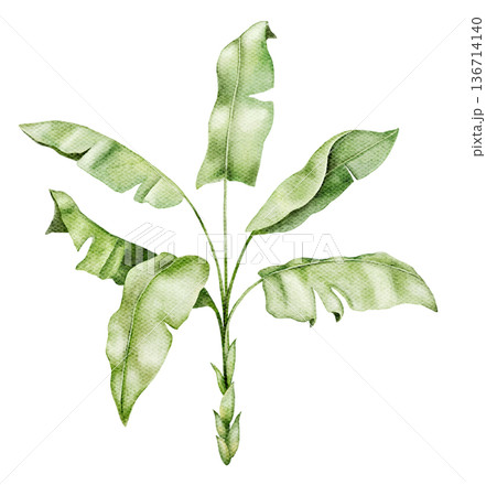 Watercolor young banana palm with wide light green leaves. Botanical illustration suitable for tropical nursery decor, safari mural, wallpaper design, textile print, poster or packaging graphics. 136714140