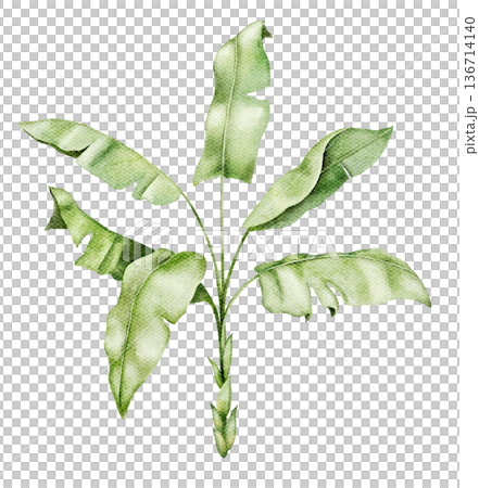Watercolor young banana palm with wide light green leaves. Botanical illustration suitable for tropical nursery decor, safari mural, wallpaper design, textile print, poster or packaging graphics. 136714140