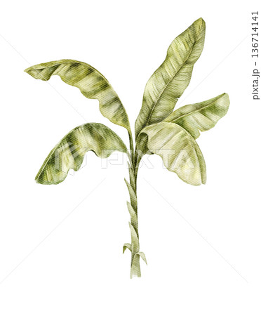 Watercolor young banana palm with wide light green leaves. Botanical illustration suitable for tropical nursery decor, safari mural, wallpaper design, textile print, poster or packaging graphics. Watercolor young banana palm with wide light green leaves. Botanical illustration suitable for tropical nursery decor, safari mural, wallpaper design, textile print, poster or packaging graphics. 136714141