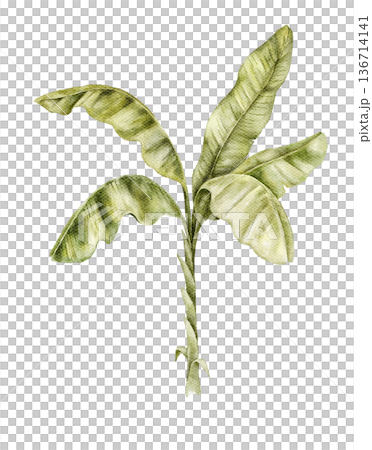 Watercolor young banana palm with wide light green leaves. Botanical illustration suitable for tropical nursery decor, safari mural, wallpaper design, textile print, poster or packaging graphics. Watercolor young banana palm with wide light green leaves. Botanical illustration suitable for tropical nursery decor, safari mural, wallpaper design, textile print, poster or packaging graphics. 136714141