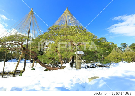 【石川県】白銀の兼六園（雪吊唐崎松） 136714363