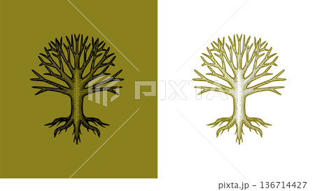 Heraldic oak tree with roots for coat of arms design and shield. Hand drawn engraving in old 136714427