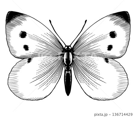 Beautiful cabbage white butterfly species. Black and white wood cut looking style. engraving of a Beautiful cabbage white butterfly species. Black and white wood cut looking style. engraving of a 136714429