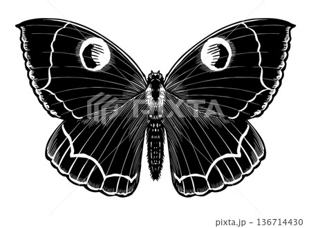 Beautiful oriental owl moth butterfly species. N Albicinctus Koll Black and white wood cut looking 136714430