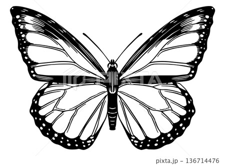 Beautiful monarch butterfly species. Black and white wood cut looking style. engraving of a famous Beautiful monarch butterfly species. Black and white wood cut looking style. engraving of a famous 136714476