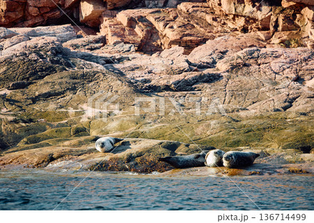 Few navy seals bask on the rocky shore at sunset in Teriberka, Murmansk region, Russia Few navy seals bask on the rocky shore at sunset in Teriberka, Murmansk region, Russia 136714499