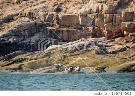 Few navy seals bask on the rocky shore at sunset in Teriberka, Murmansk region, Russia 136714501